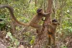 Spelende lemuren - Mandrakandrina Reservaat - Madagaskar