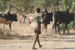 Herder met bultruggen - Onderweg naar Ranohira - Madagaskar